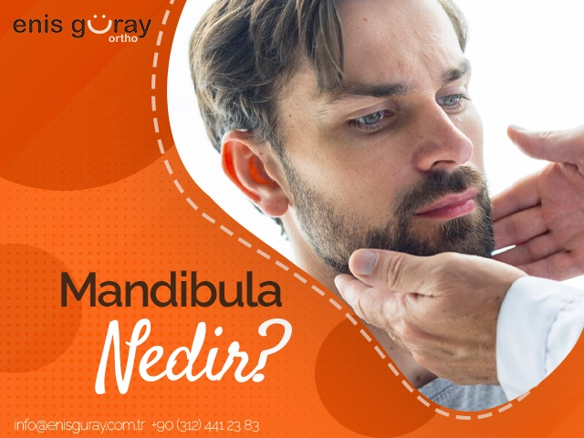 Mandibula Nedir?
